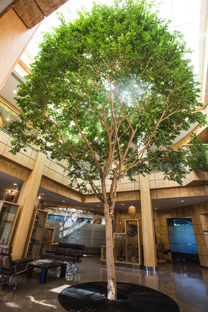 Ficus tree inside the main office lobby of M. Bohlke Veneer Corp.