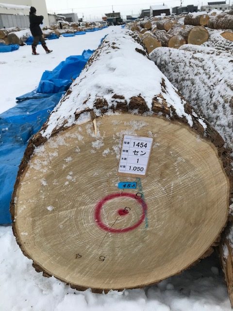Sen veneer quality log in log yard.
